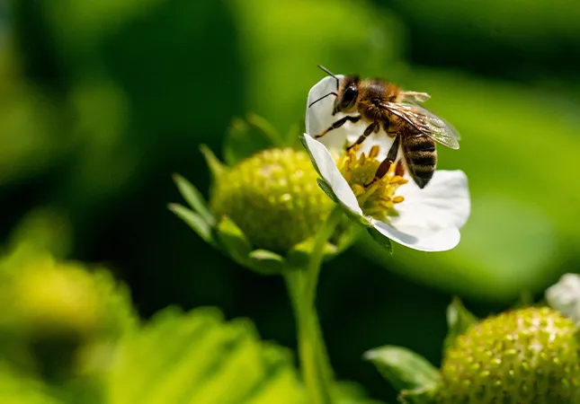 A bee on top of a white flower.