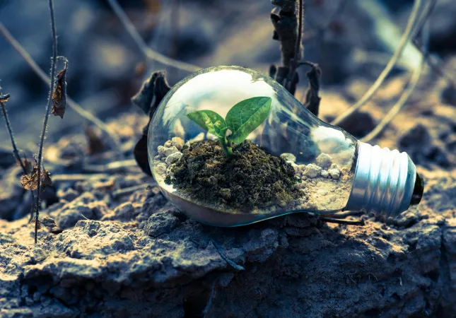 A lightbulb with a plant growing inside lying on some dried soil.