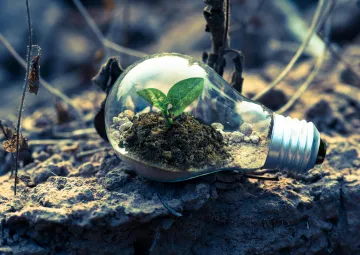 A lightbulb with a plant growing inside lying on some dried soil.
