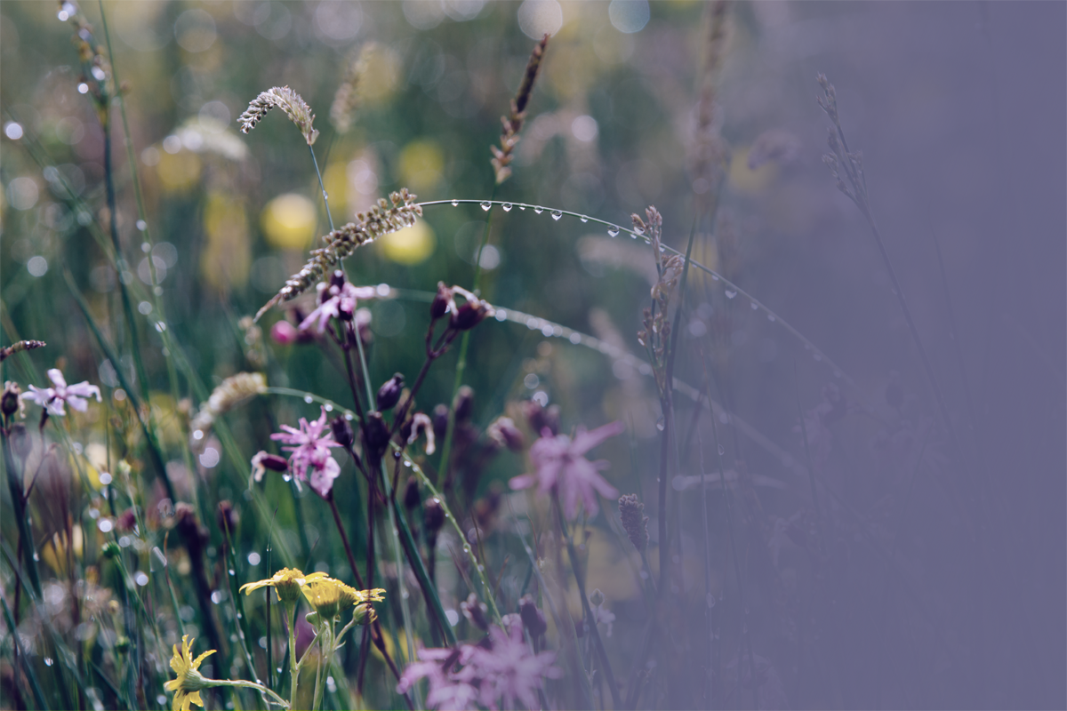 Plants in a field covered in morning dew.